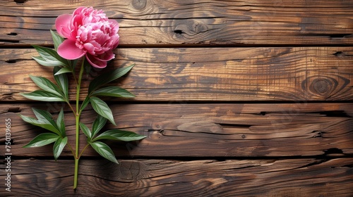 a single pink peony sitting on top of a wooden planked wall next to a stem of green leaves.
