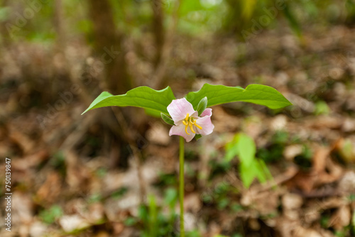 Catesbys Trillium in the Great Smoky Mountains