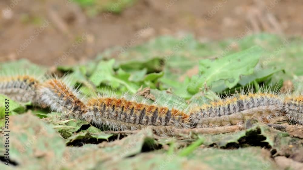 Pine processionary caterpillar, walking along a pine trunk. Thaumetopoea pityocampa Pine processionary caterpillar, walking along a pine trunk. Thaumetopoea pityocampa