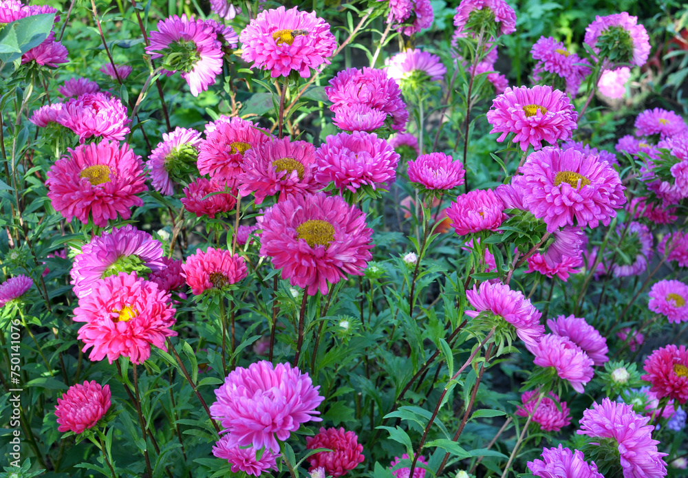 The flower beds grow asters The flower beds grow asters