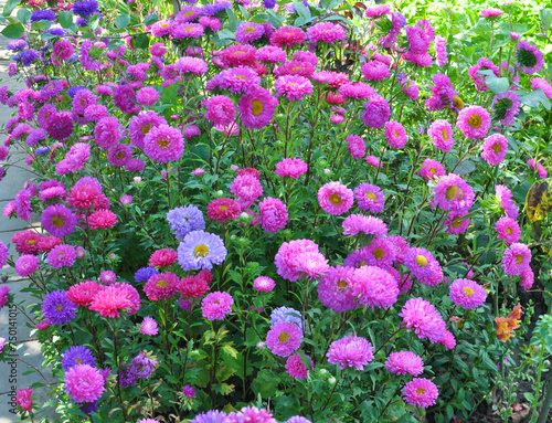 The flower beds grow asters