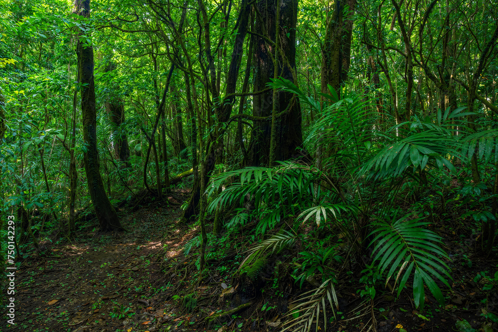 Fototapeta premium Tropical rain forest