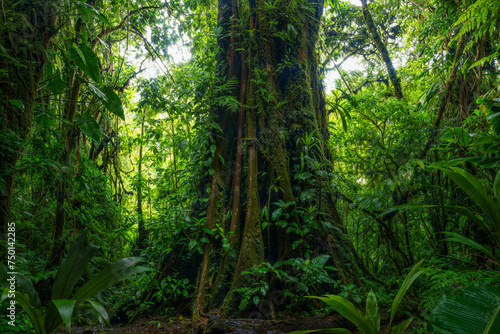Fototapeta Naklejka Na Ścianę i Meble -  Tropical rain forest
