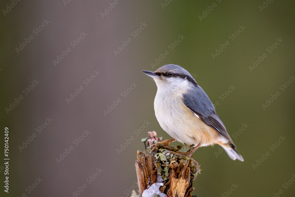 Eurasian nuthatch (Sitta europaea) on branch Eurasian nuthatch (Sitta europaea) on branch