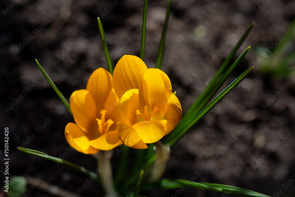 Obraz premium Yellow bright beautiful crocuses bloom in spring in the park. First spring flowers. Plants. Close up. Macro photography.