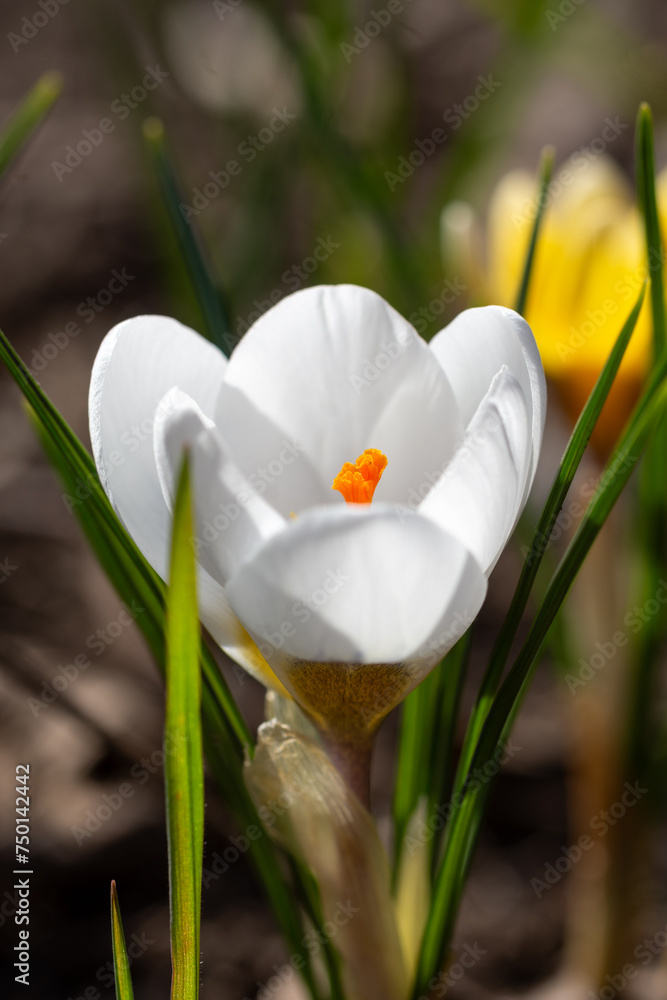 White bright beautiful crocuses bloom in spring in the park. First spring flowers. Plants. Close up. Macro photography. White bright beautiful crocuses bloom in spring in the park. First spring flowers. Plants. Close up. Macro photography.