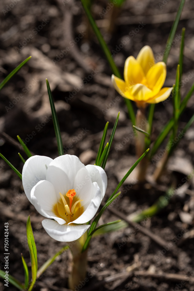 White bright beautiful crocuses bloom in spring in the park. First spring flowers. Plants. Close up. Macro photography. White bright beautiful crocuses bloom in spring in the park. First spring flowers. Plants. Close up. Macro photography.