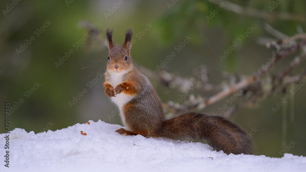 Cute Norwegian Red squirrel (Sciurus vulgaris) in snow Cute Norwegian Red squirrel (Sciurus vulgaris) in snow