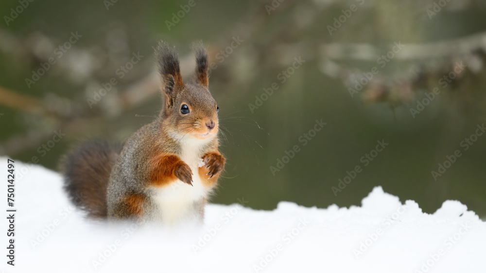Cute Norwegian Red squirrel (Sciurus vulgaris) in snow Cute Norwegian Red squirrel (Sciurus vulgaris) in snow