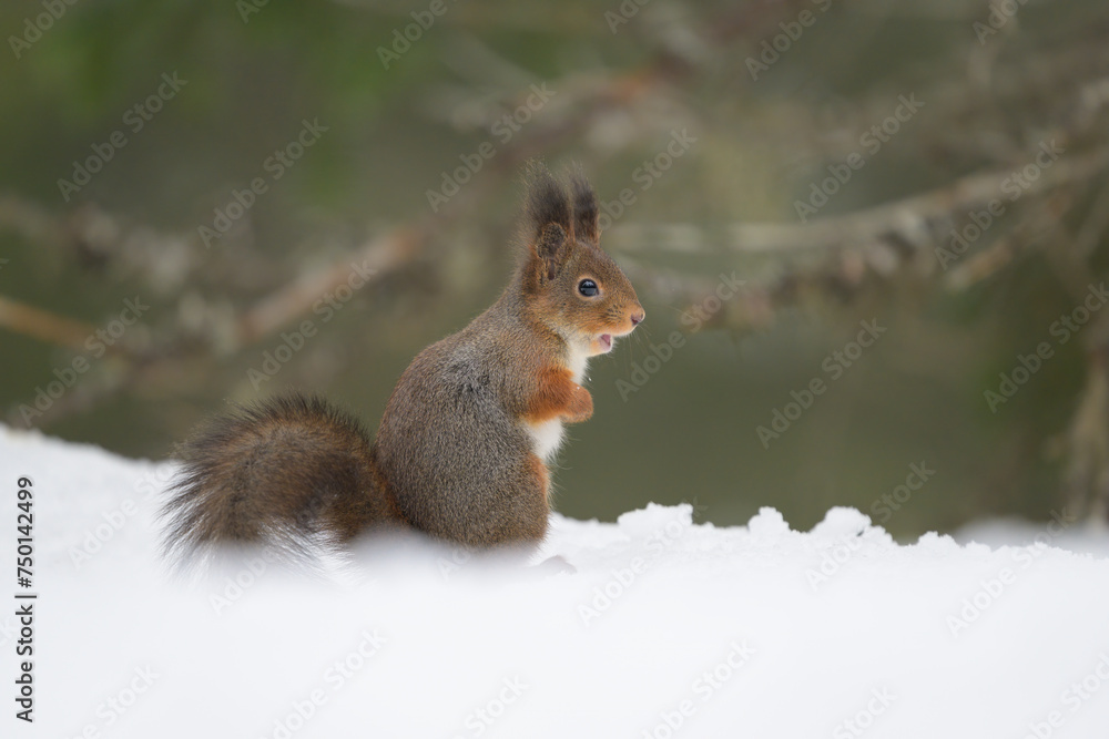 Cute Norwegian Red squirrel (Sciurus vulgaris) in snow Cute Norwegian Red squirrel (Sciurus vulgaris) in snow