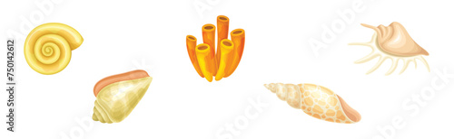 Coral Underwater Flora and Sea Shell and Conch Vector Set