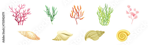 Coral Underwater Flora and Sea Shell and Conch Vector Set