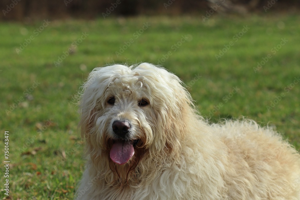 Goldendoodle auf Wiese Goldendoodle auf Wiese
