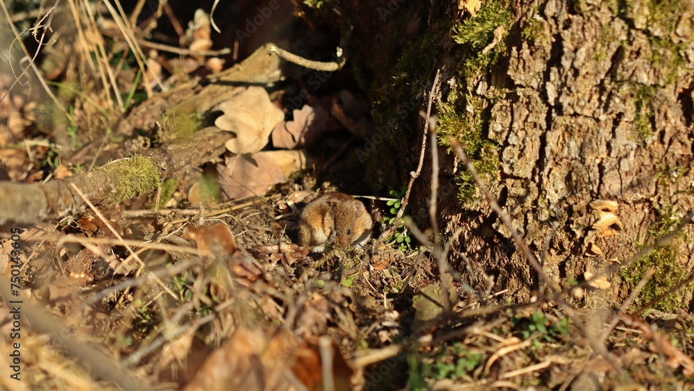 Rötelmaus (Myodes glareolus) putzt sich vor ihrem Bau Rötelmaus (Myodes glareolus) putzt sich vor ihrem Bau