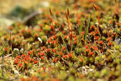 Haartragendes Frauenhaarmoos (Polytrichum piliferum) mit  männlichen Antheridienbecherchen photo