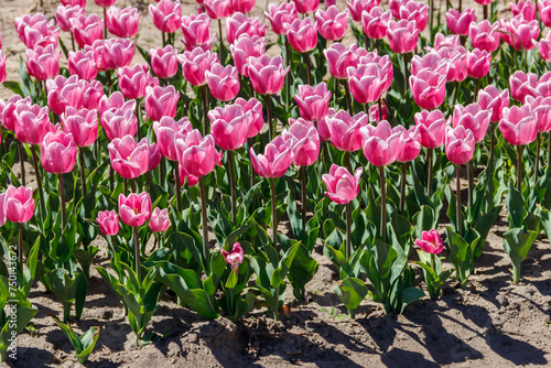 Large flowerbed of beautiful tulips in the park at spring