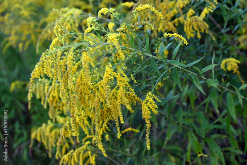 Yellow flowers of canada goldenrod (Solidago canadensis) blooms during august. Shallow depth of field