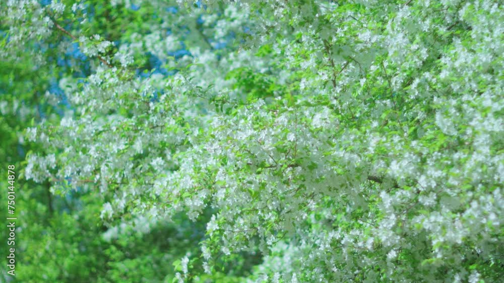 White Flowering Tree With Green Leaves. Blooming apple tree in spring White Flowering Tree With Green Leaves. Blooming apple tree in spring
