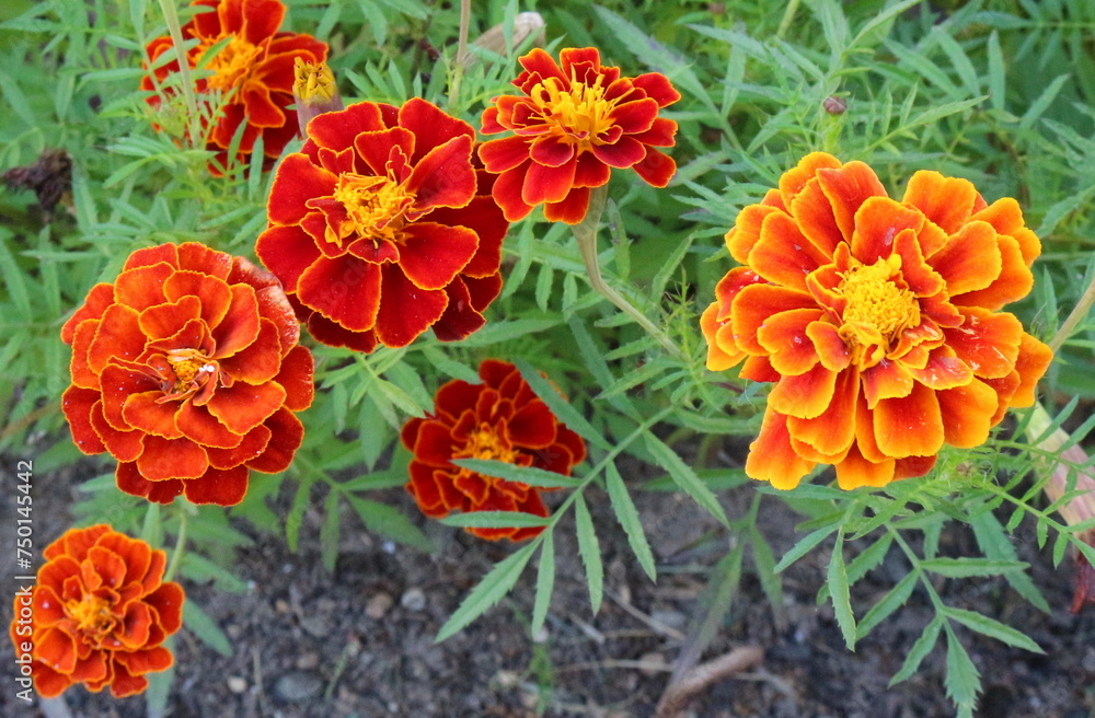 Marigold flowers are red-orange in the summer garden. Nature. Bright plants