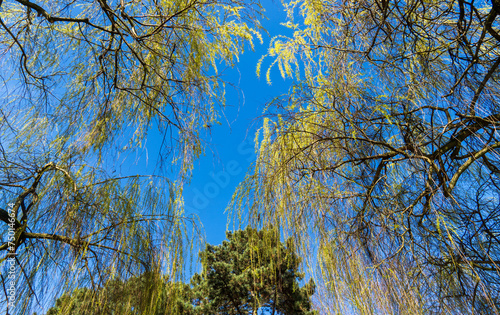 Trauerweide im Frühling photo