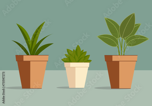 plants in pots