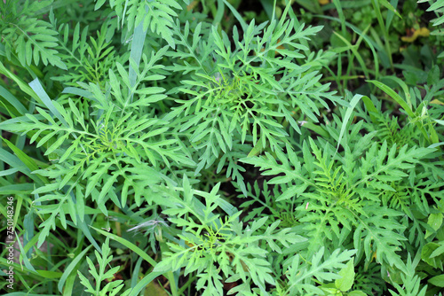 Ambrosia  Ambrosia artemisiifolia  grows in nature