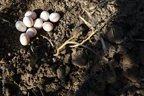 White small lizard eggs lying on the ground early in the morning