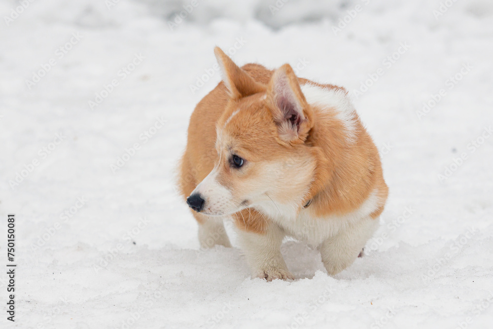 Dog breed Pembroke Welsh Corgi in snow..
Dog breed Pembroke Welsh Corgi in snow..