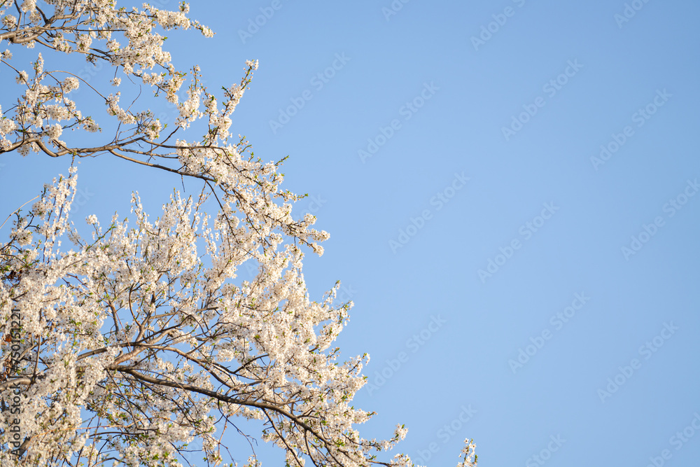 Blooming spring branches on the background of blue sky.