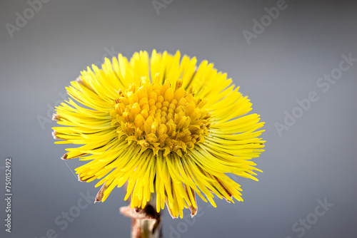 Bild auf Leinwand Blüte des Huflattich (Tussilago farfara)