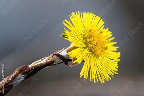 Blüte des Huflattich (Tussilago farfara) photo