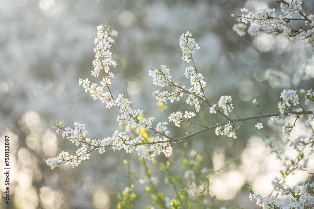 Background of blooming cherry branches in the sunlight...