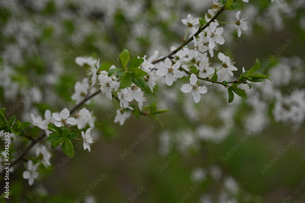Close-up of white flowering plum branches, close-up of green flowering tree branches with young leaves, Mother's Day Poster Card, Women's Day Poster Close-up of white flowering plum branches, close-up of green flowering tree branches with young leaves, Mother's Day Poster Card, Women's Day Poster