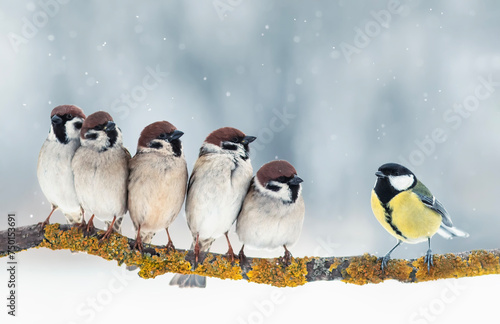 flock of small birds, sparrows and a tit sitting on a branch in the winter garden