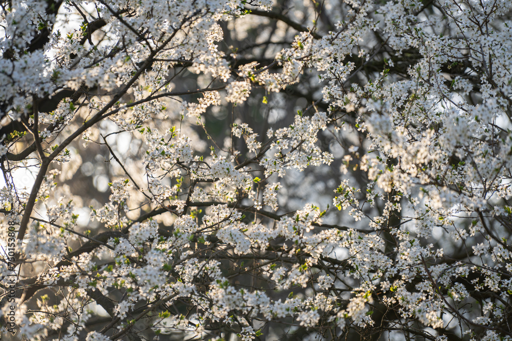 Background of blooming cherry branches in the sunlight...