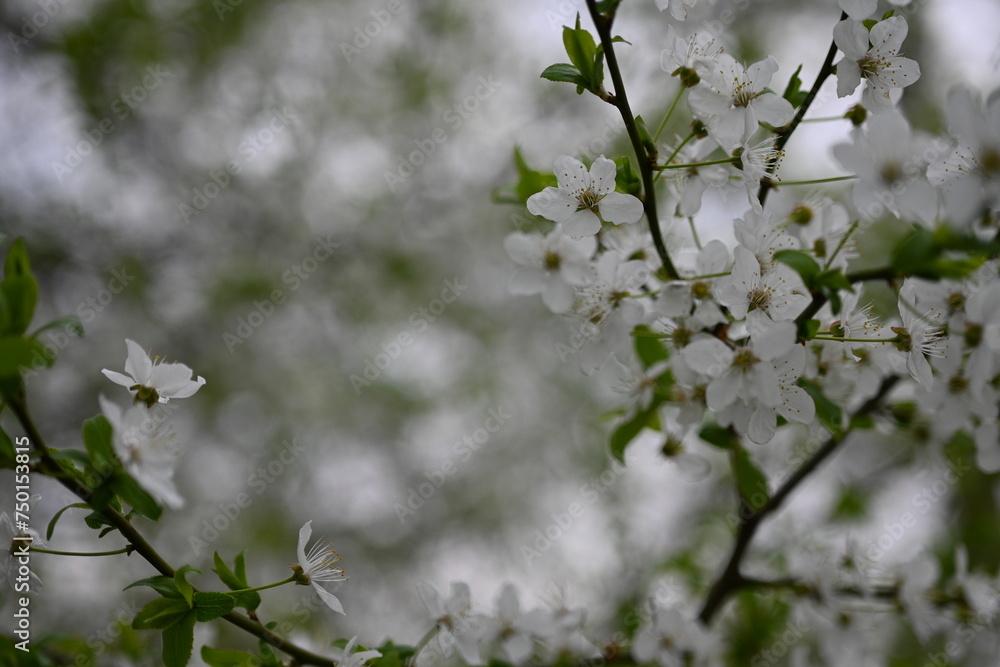 white cherry blossoms as background close up, spring white plum blossoms with leaves, spring background spring branches