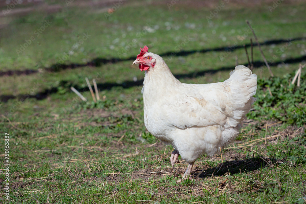 A white laying hen walks freely in the village A white laying hen walks freely in the village