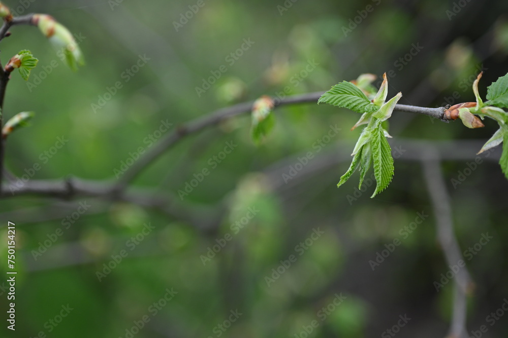Spring ash tree sprig on blank background for lettering, copy pace, sustainability concept, spring background, mother's day Spring ash tree sprig on blank background for lettering, copy pace, sustainability concept, spring background, mother's day