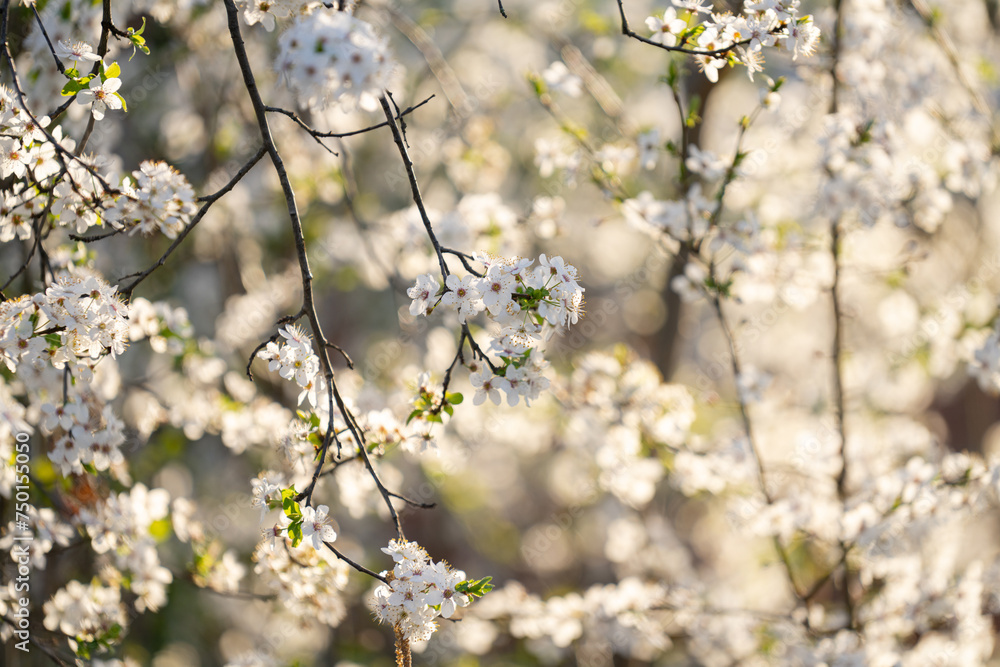 Background of blooming cherry branches in the sunlight... Background of blooming cherry branches in the sunlight...
