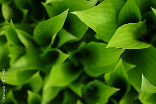 macro texture of a wood leaf   macro bright green leaf texture  leaf veins close-up 