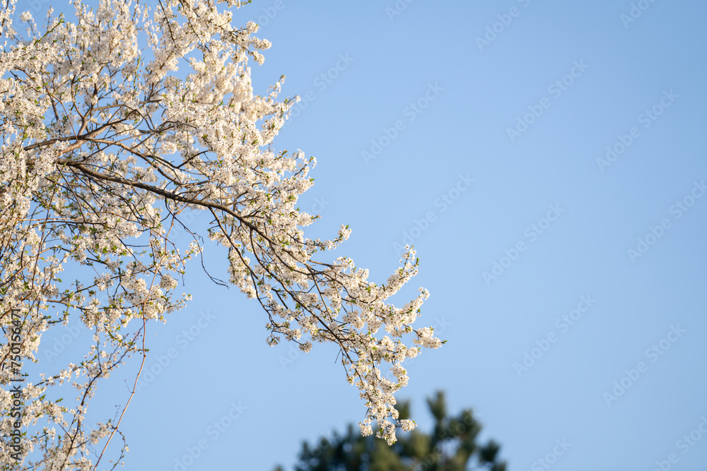 Blooming spring branches on the background of blue sky. Blooming spring branches on the background of blue sky.