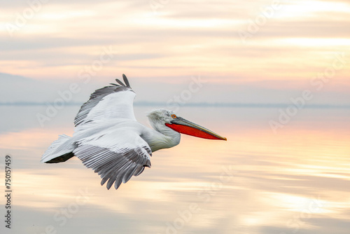 Pelican flying towards sunrise photo