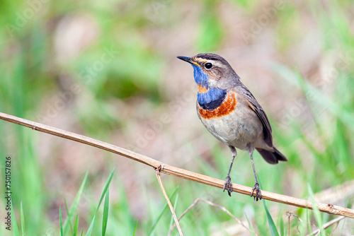 Bluethroat, Luscinia svecica, Cyanecula suecica. Early in the morning the male bird sits on a stalk of a plant and sings.