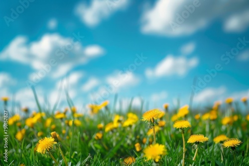 A field of yellow flowers with a blue sky in the background