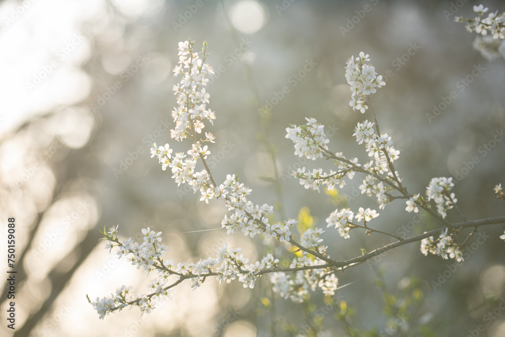 Background of blooming cherry branches in the sunlight... Background of blooming cherry branches in the sunlight...