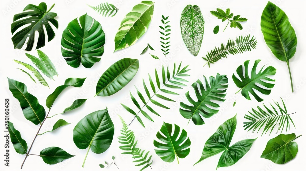 Creative Flat Lay of Assorted Green Leaves on White Background Generative AI Creative Flat Lay of Assorted Green Leaves on White Background Generative AI