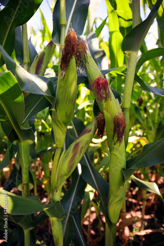 Junge Mais Grün Rot