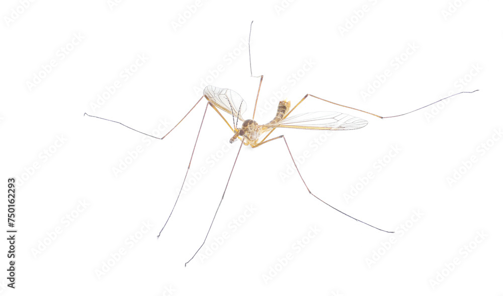 Cranefly species Tipula Sayi daddy longlegs in high definition with extreme focus and DOF depth of field isolated on white background. often mistaken as a larger mosquito. top front side view Cranefly species Tipula Sayi daddy longlegs in high definition with extreme focus and DOF depth of field isolated on white background. often mistaken as a larger mosquito. top front side view