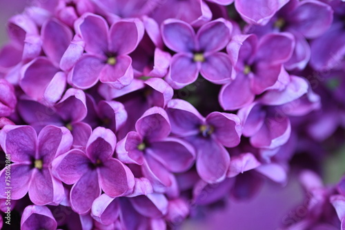 close-up of lilac flowers as a background 