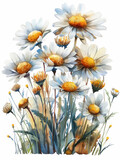colorful chamomile watercolor illustration isolated 